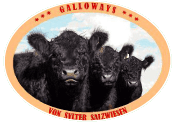 Galloways von Sylter Salzwiesen. Foto: Beate Zoellner